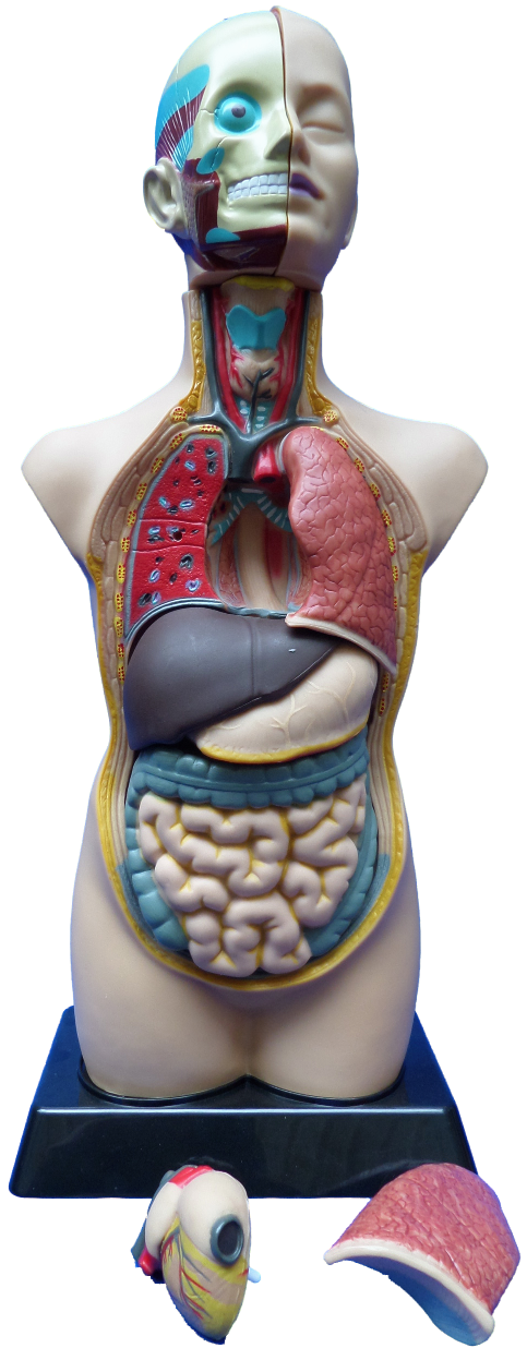 Torso Modell